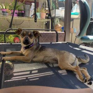 Lost Dog London