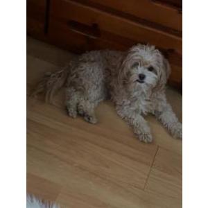 Lost Dog Canelo