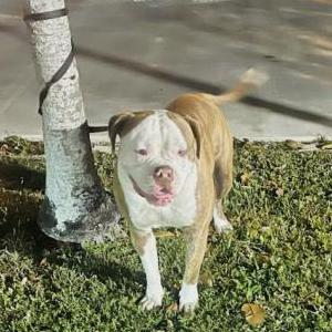 Found Dog Unknown