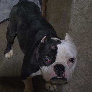 Image of Baby, Lost Dog