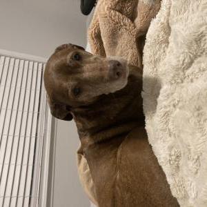 Image of Daisy, Lost Dog