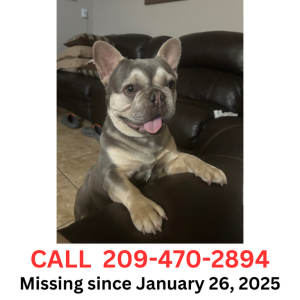 Lost Dog CompaJorge