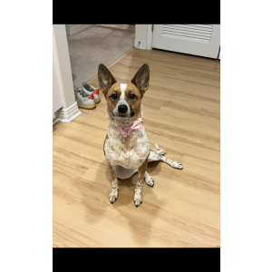 Lost Dog Cali