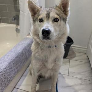 Found Dog Unknown