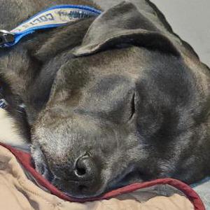 Lost Dog DUKE