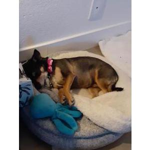 Lost Dog Kellee Darling