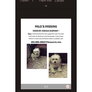 Lost Dog Milo