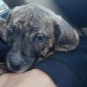 Lost Dog Al-kida