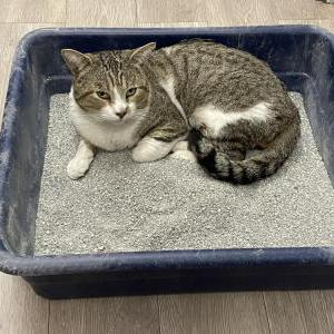 Image of Stanley, Lost Cat