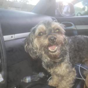 Lost Dog Stuck