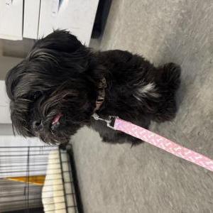Found Dog Unknown