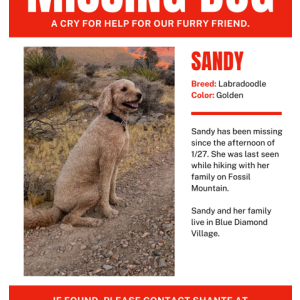 Lost Dog Sandy