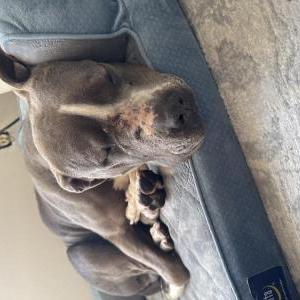 Found Dog Unknown