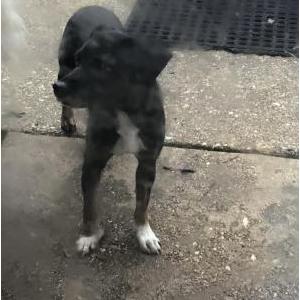 Image of Unknown, Found Dog