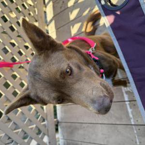 Found Dog Unknown