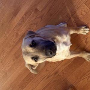 Lost Dog Murphy