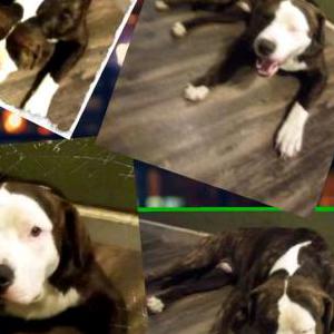 Lost Dog Johnny Cash