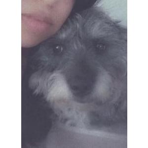 Lost Dog Boo