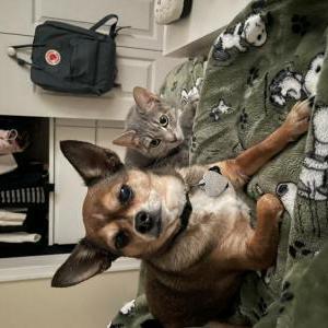 Lost Dog Prince