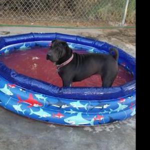 Lost Dog Mila