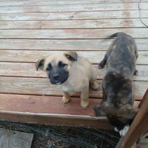 Found Dog Unknown