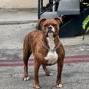 Lost Dog Stella
