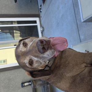 Image of Unknown, Found Dog