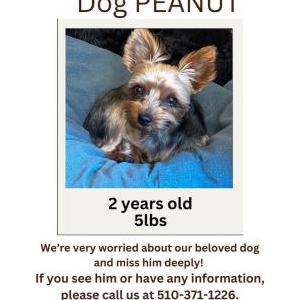 Lost Dog Peanut