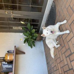 Lost Dog luna