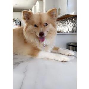 Lost Dog Buttercup
