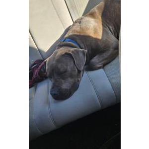 Found Dog Unknown