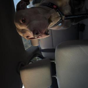 Found Dog Unknown