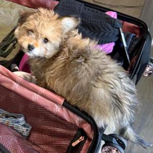 Image of Cash, Lost Dog
