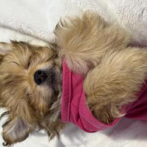 2nd Image of Cash, Lost Dog