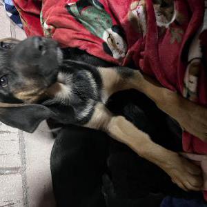 Found Dog Unsure