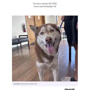 Found Dog Unknown