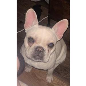 Image of Kane, Lost Dog