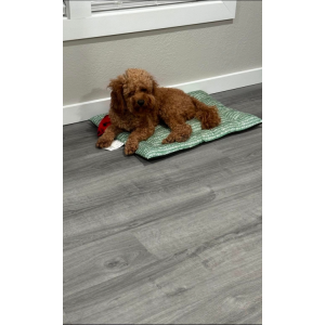 Lost Dog Noodles