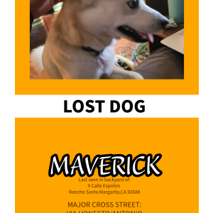 Lost Dog Maverick