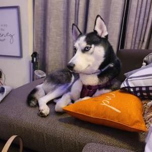 Lost Dog athena