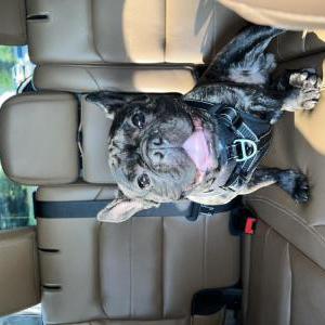 Lost Dog Urus