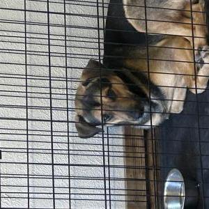 Image of Obi, Lost Dog