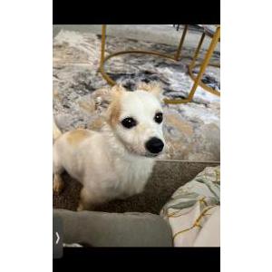 Lost Dog Chino
