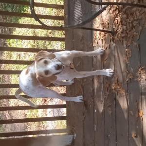 Image of Savanah, Lost Dog