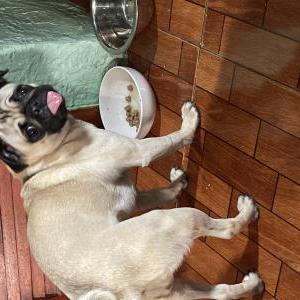 Lost Dog Bubbles