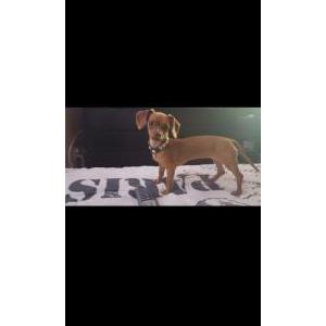 Lost Dog Paris