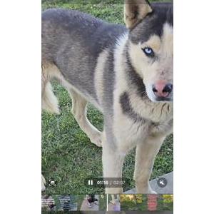 Found Dog Unknown