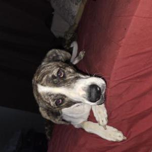 Lost Dog Beau
