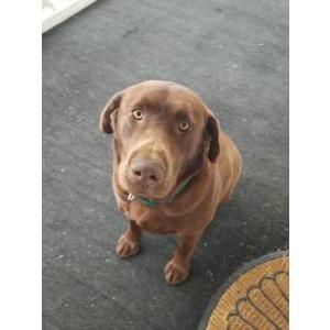 Image of Unknown, Found Dog