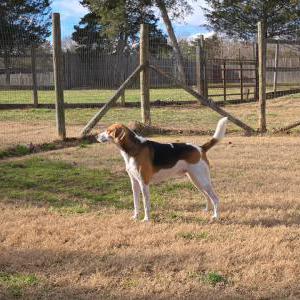 Lost Dog Pepper